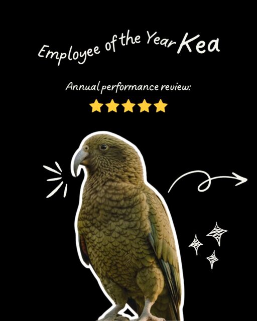 Curious, adaptable, and never one to take the easy route, the Kea’s performance review speaks for itself. Sure, personal boundaries and respecting other people’s belongings are still a work in progress (ask anyone who’s lost a windshield wiper), but that same mischievous, problem-solving energy is exactly why this bird deserves the top spot.

📢📢 @forestandbird Bird of the Year 2026 voting it now open. Here’s how to cast your vote:

1. Visit birdoftheyear.org.nz
2. Select your 5 favourite birds
3. Click “Confirm your email and vote”
4. Open your email from Forest & Bird
5. Click “Validate my vote”

#birdoftheyear2026 #votekea #nzbirds #BOTY2026