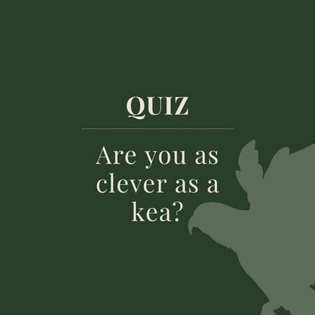 Think you’re as clever as a kea? 🦜 

Take the quiz, test your knowledge, then do the important bit…

📣 Vote KEA for @forestandbird Bird of the Year 2026 📣 

Because a bird this clever deserves the title 🏆 

#birdoftheyear2026 #votekea #keaconservationtrust #glenorchyair