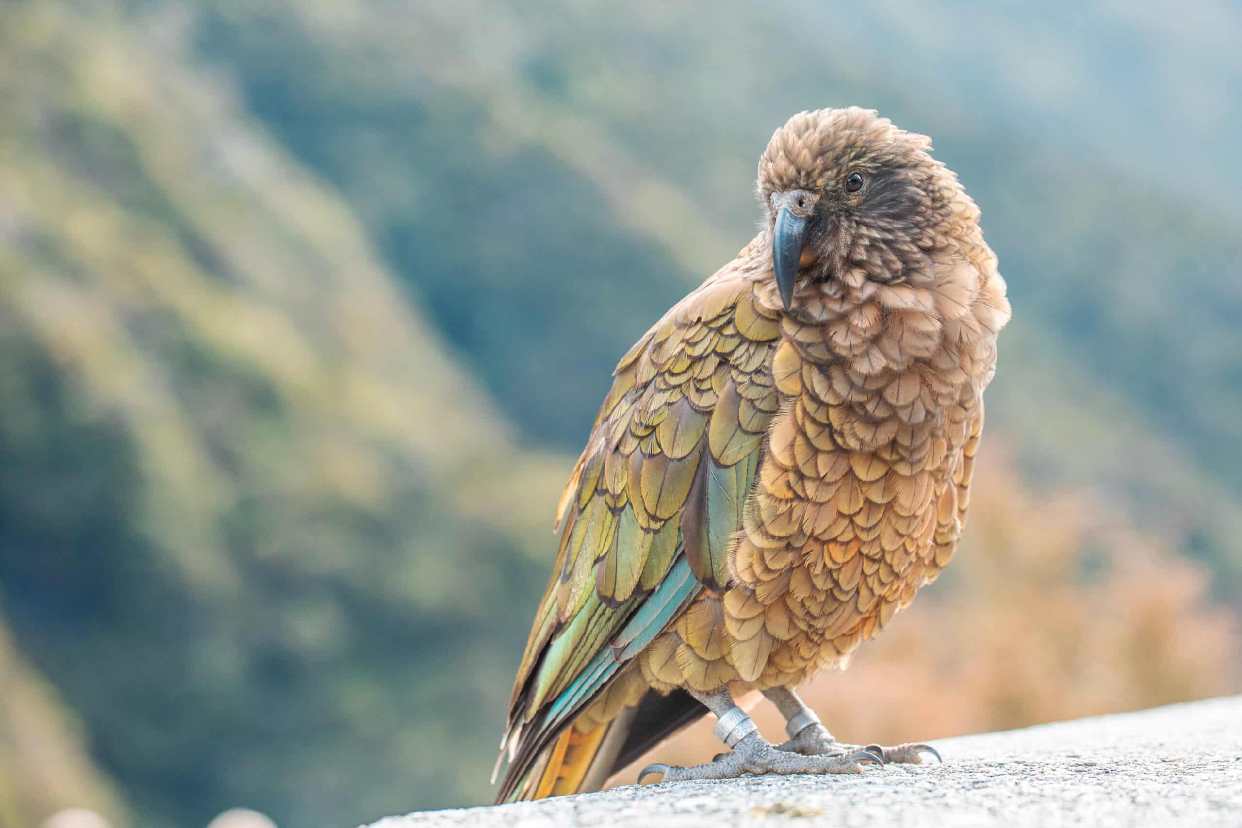 Kea in Milford Sound