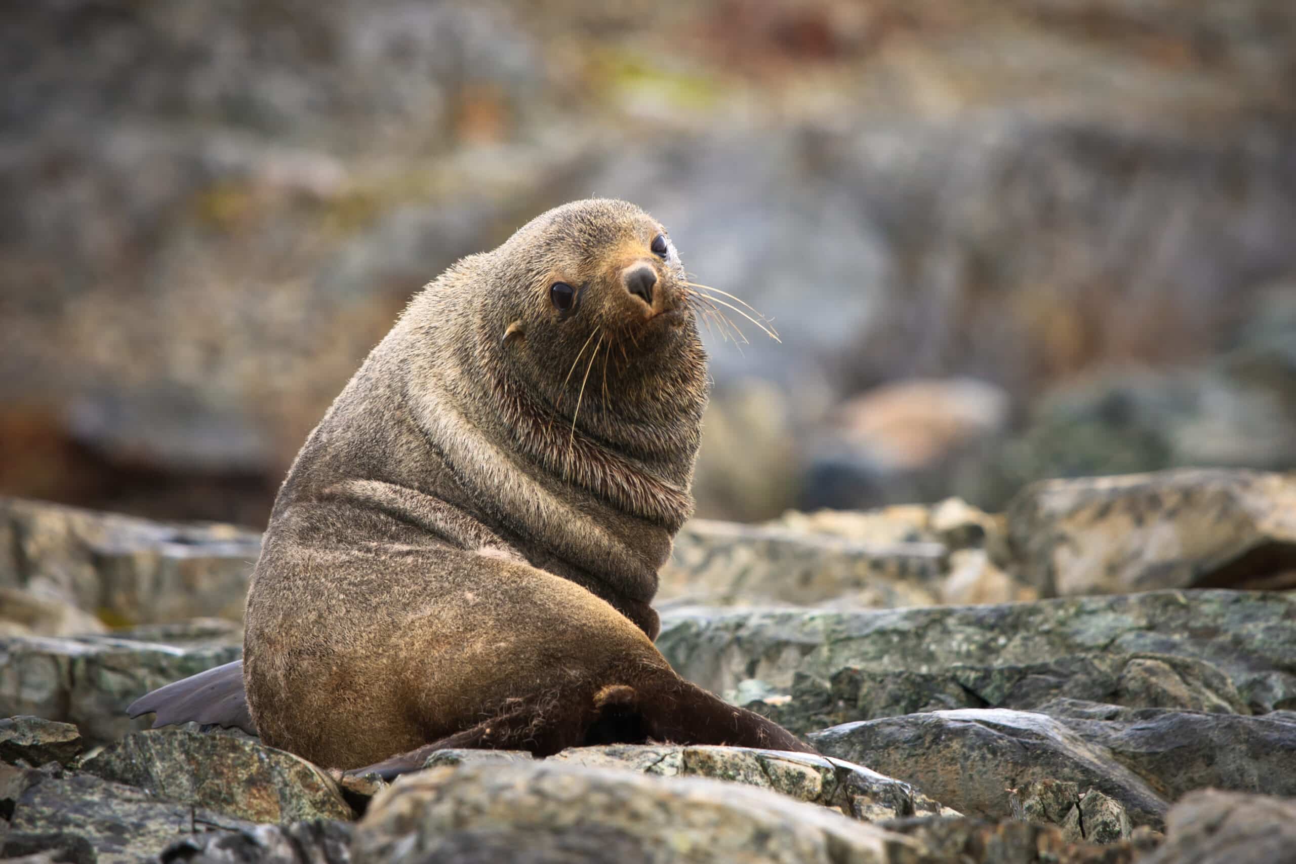 New Zealand Fur Seal
