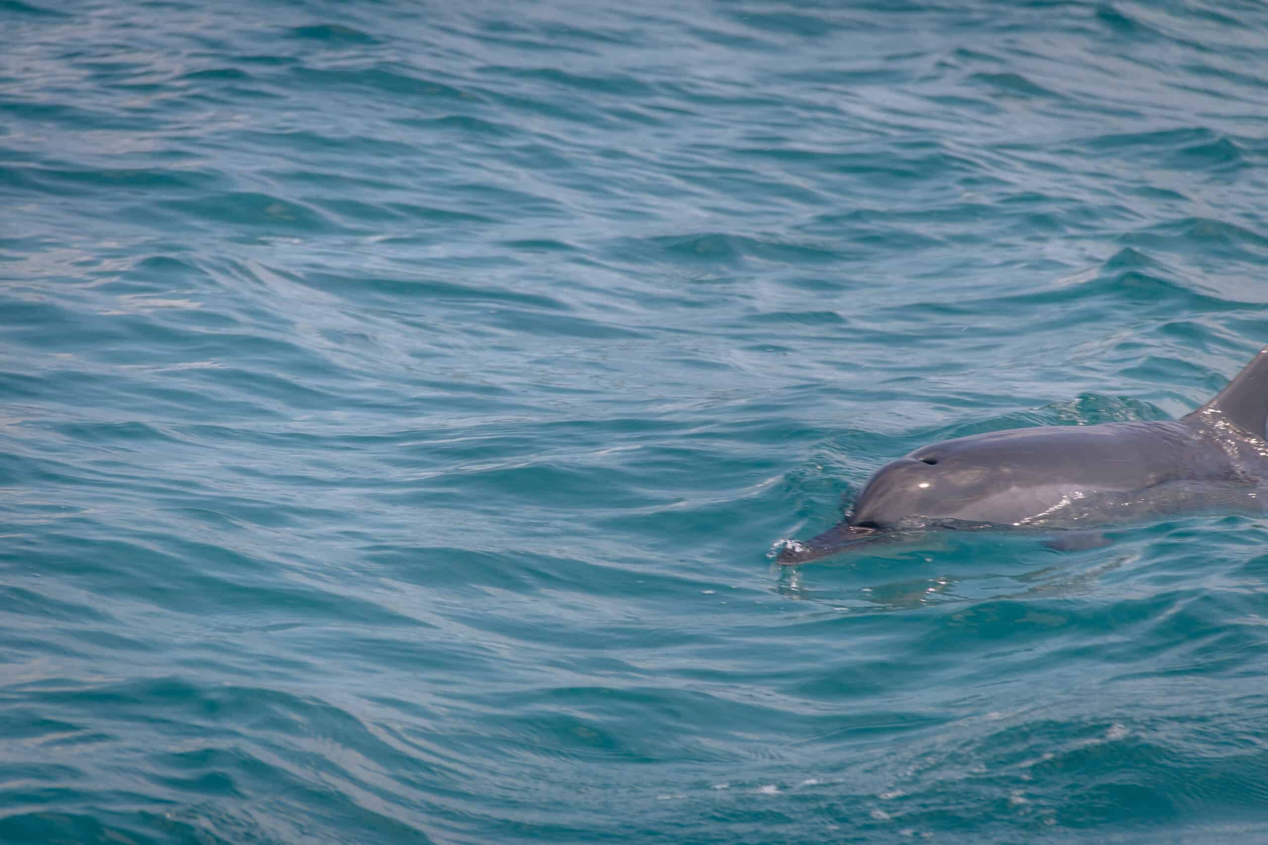 Bottlenose dolphins