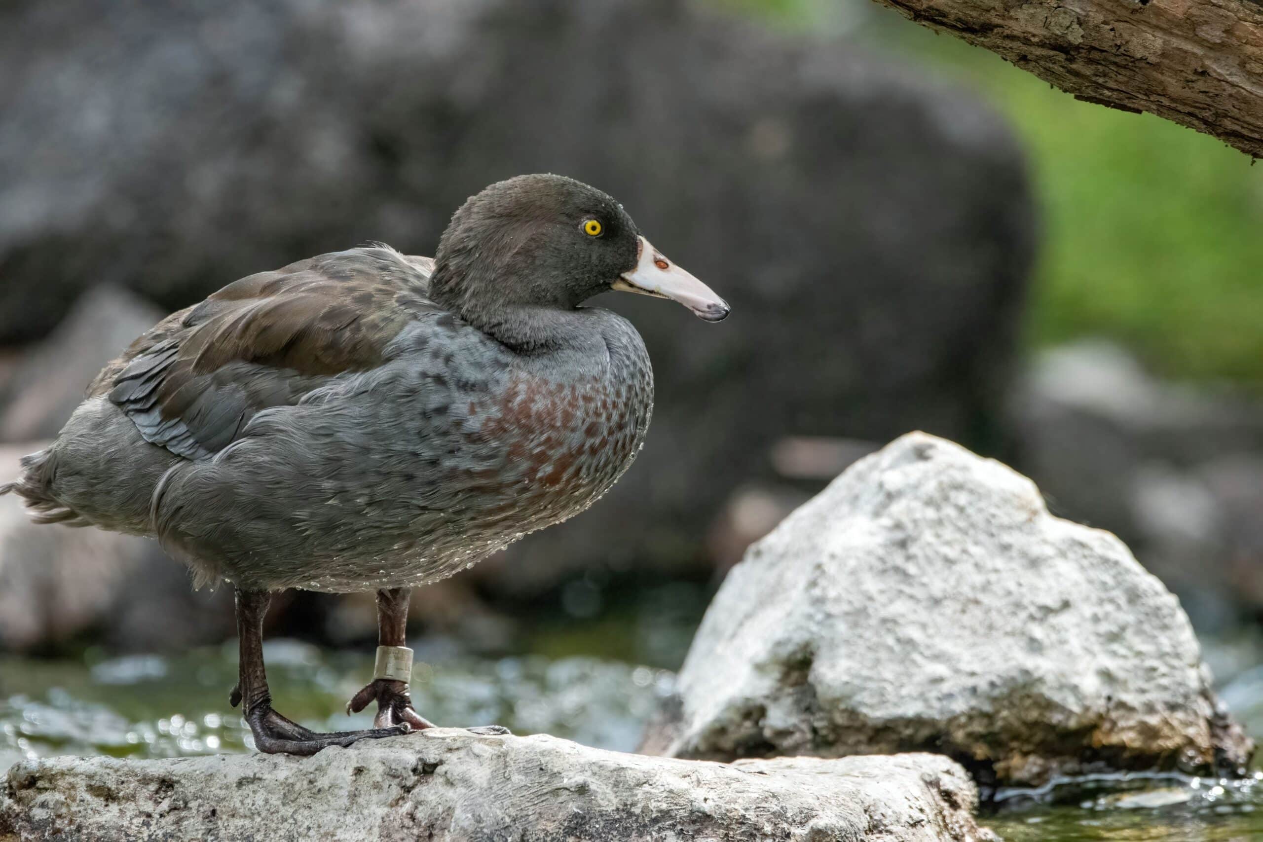 Blue duck